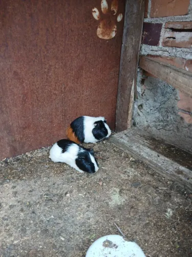 Porquinho da Índia