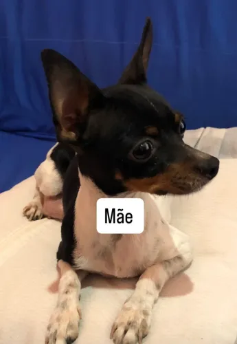 Pinscher