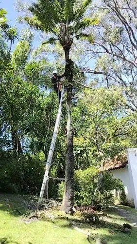Limpamos cortamos coqueiro etc