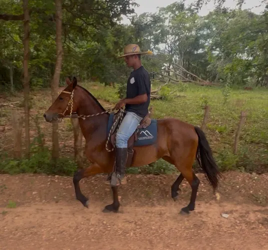 Égua Mangalarga Marchador 