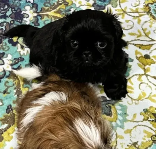 Filhotes de Shih Tzu | Um companheiro inesquecível.