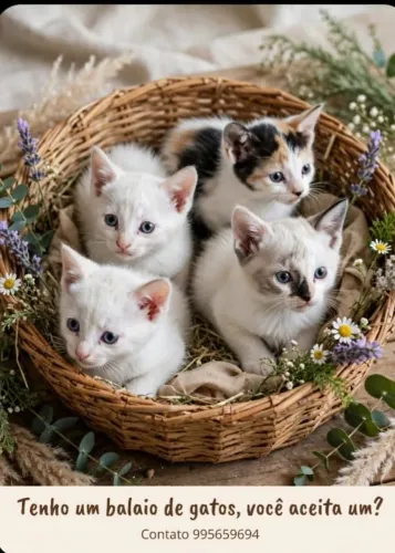 quatro gatinhos para adoção
