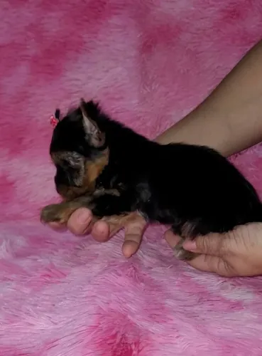 yorkshire terrier filhotes