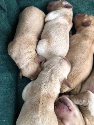 filhotes de golden