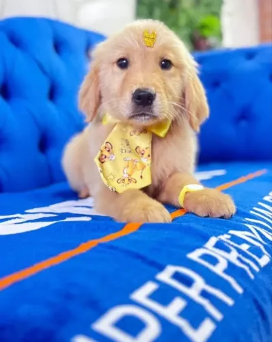 Golden Retriever filhote pronto para sua família