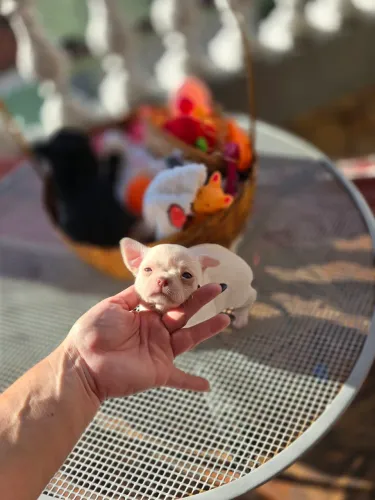 Chihuahua Fêmea Top Branca com linhagem chocolate! Aceito cartão