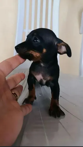 Pinscher 2 meses