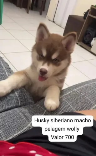 Husky siberiano  macho 