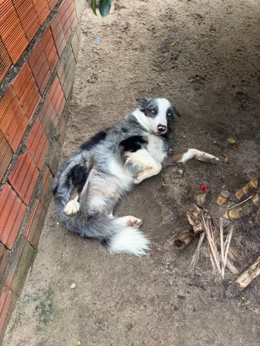 Filhote de Border collie