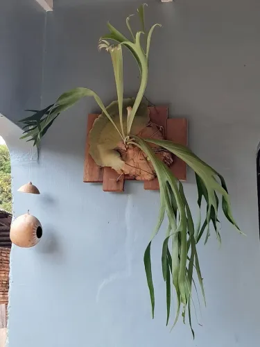 Planta