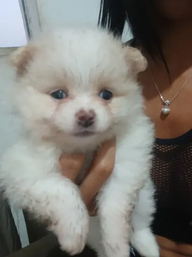 Vendo filhotes spitz alemão