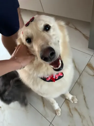 Lola para adoção responsável - fêmea, castrada e muito dócil