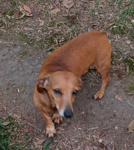Doação de basset fêmea 