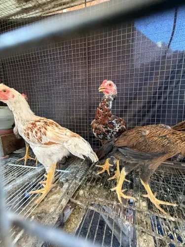 Franguinhos e franguinhas caipira 