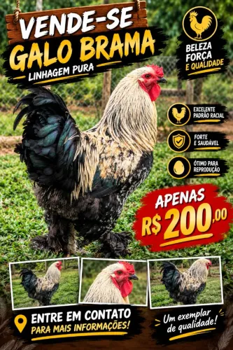 Galo bhama