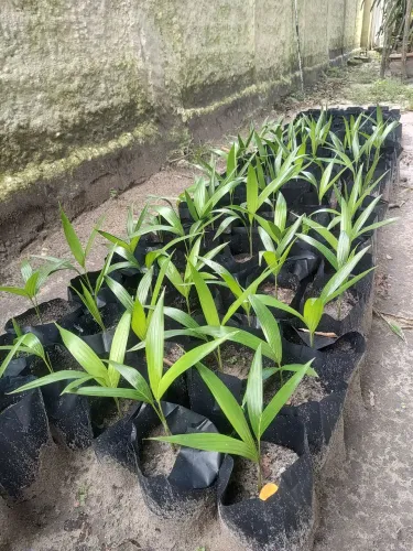 Palmeira Imperial - mudas