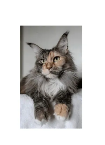 Maine Coon fêmea - gato gigante / pedigree / ler observações 