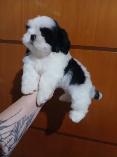 Shih tzu fêmea disponível 
