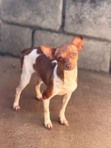 Pinscher adulto 