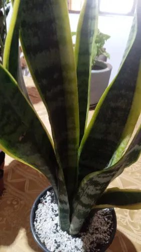 Planta Espada de São Jorge