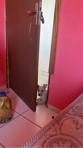 Cachorro para doação