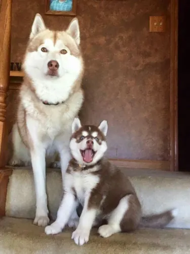 Husky siberiano Um grande parceiro para proteger, acompanhar e fazer parte da família