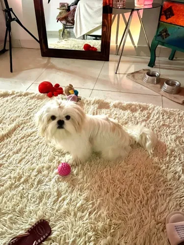 Cachorro Shitzu 
