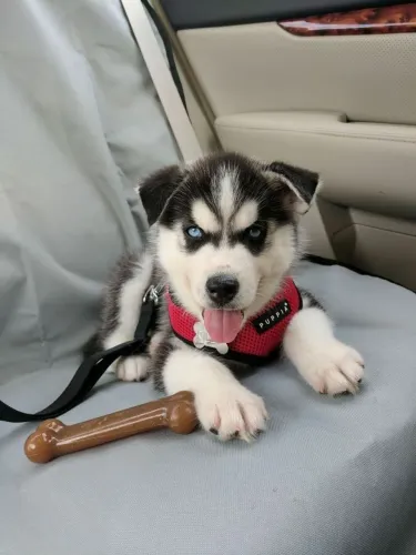 Husky siberiano Um filhotinho para preencher sua casa de afeto