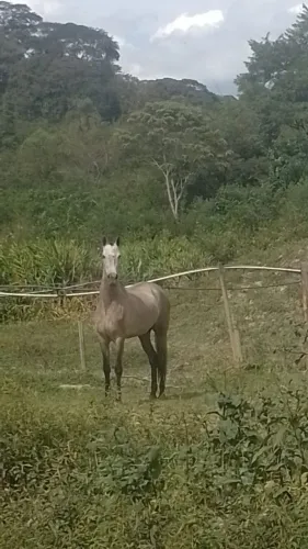 Vendo potra mangalarga