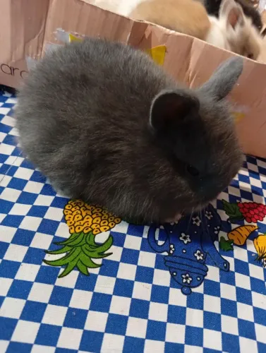 Mini coelhos Lion