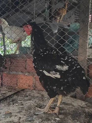 Galinha GSB