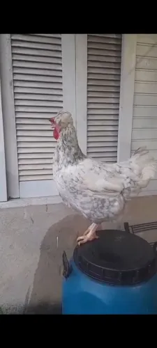 DUAS FRANGAS GSB DISPONÍVEL