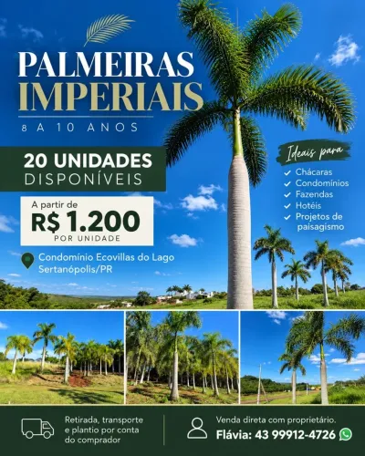 Palmeiras