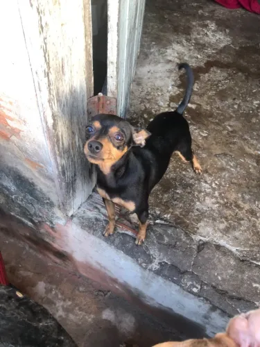 Cachorro pinche