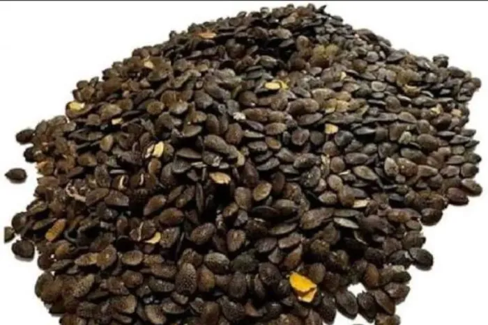 25 sementes de maracujá