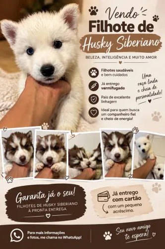 Vendo Husk siberiano