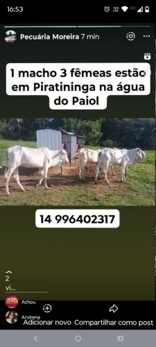 1 macho 3 fêmeas. Coisa boa