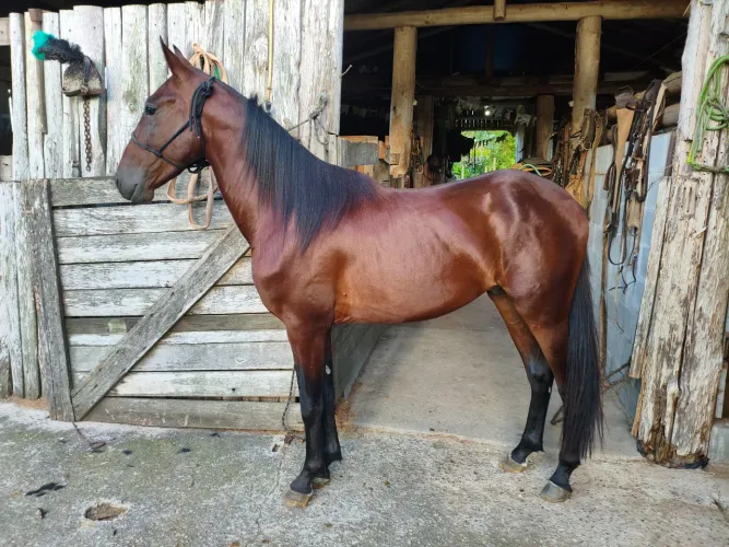 Cavalo American Trother