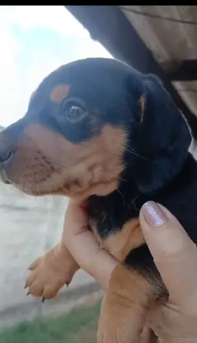 Basset cofap Dachshund Teckel