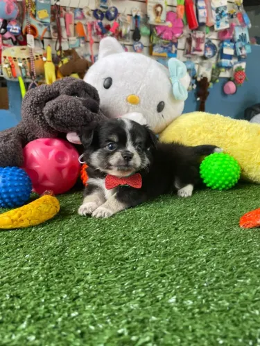 Filhote de Chihuahuainha machinho pelo longo mini