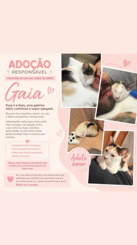 doa-se gatinha tricolor 3 meses