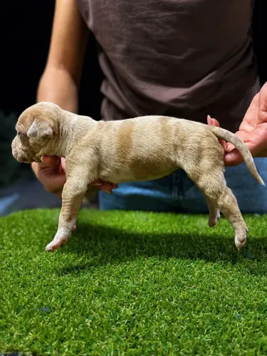 Filhotes de Pit Monster, com pedigree IBC