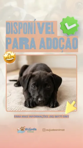 Filhotinha pra adoção 