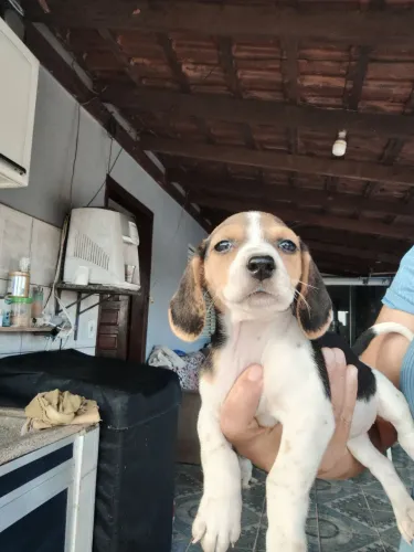 Beagle fêmea 