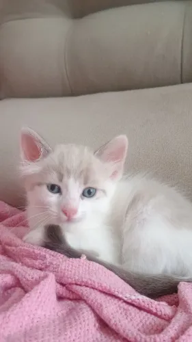 Doa-se filhotes gatos fêmea