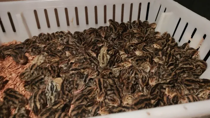 Codornas recém nascidas 