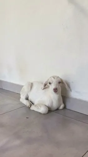 Cabritinho 2 meses