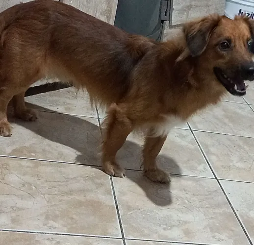 ADOÇÃO RESPONSÁVEL DE CACHORRO 