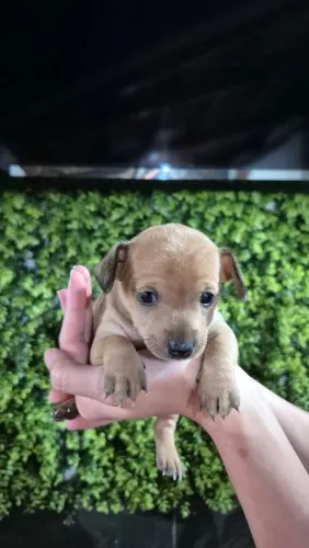 Filhotes Pinscher 1, FÊMEA