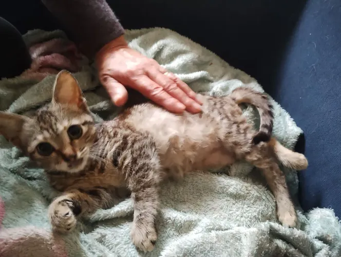 Doação gatinha tigradinha 3 mês